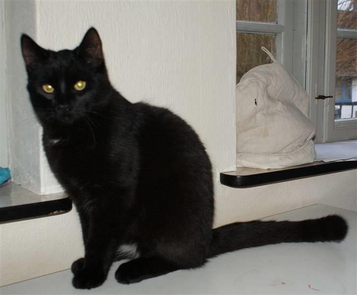 Blanding af racer Dolph - d.27-02-09 billede 20