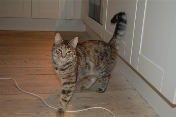 Blanding af racer Figaro billede 6