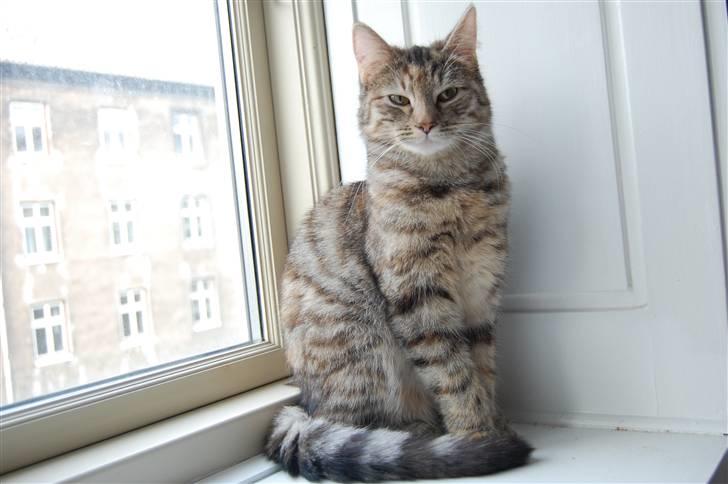 Blanding af racer Figaro billede 7