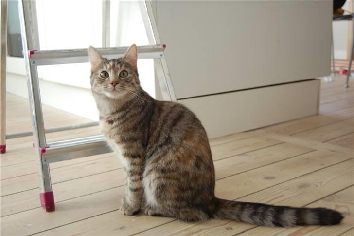 Blanding af racer Figaro billede 10