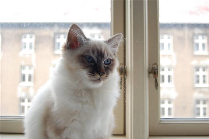 Hellig Birma Aslan billede 1