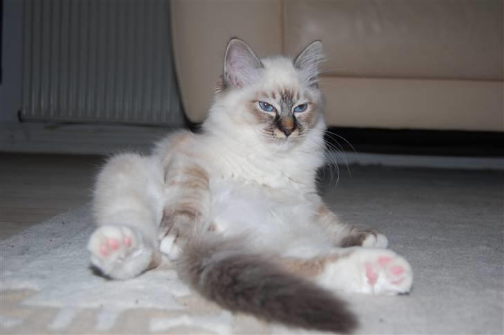 Hellig Birma Aslan - Relaax <3 billede 2