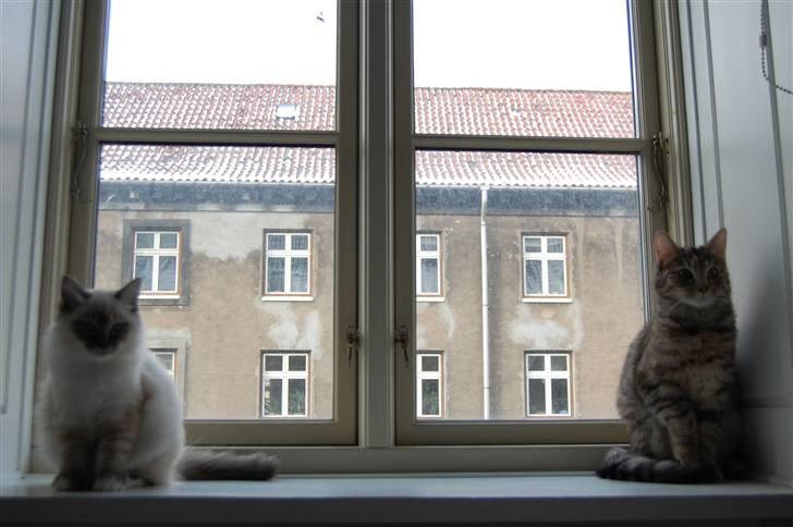 Hellig Birma Aslan - Hun er 1 år, og han er ikke mere end 4-5 måneder. 27/2 ´09 billede 3