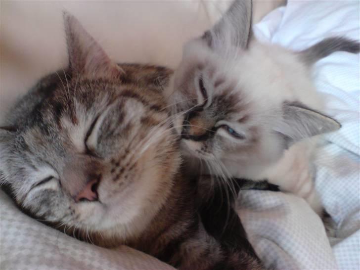 Hellig Birma Aslan - Billedet siger vidst det hele :) billede 4