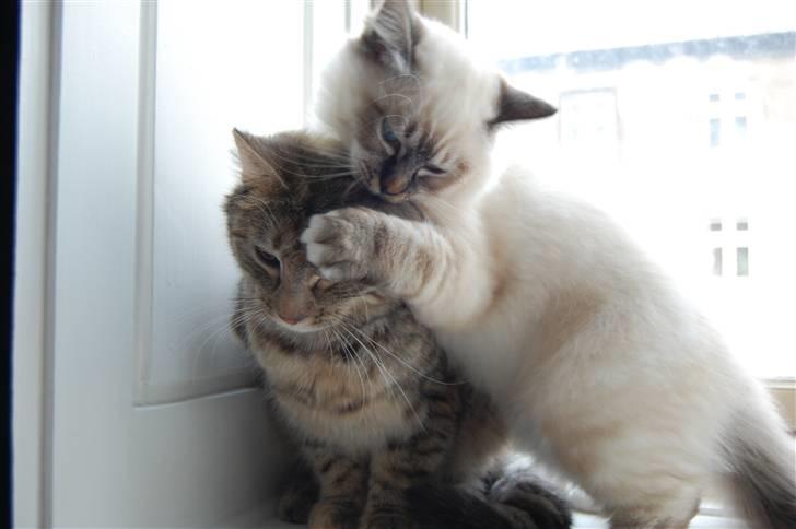 Hellig Birma Aslan billede 5