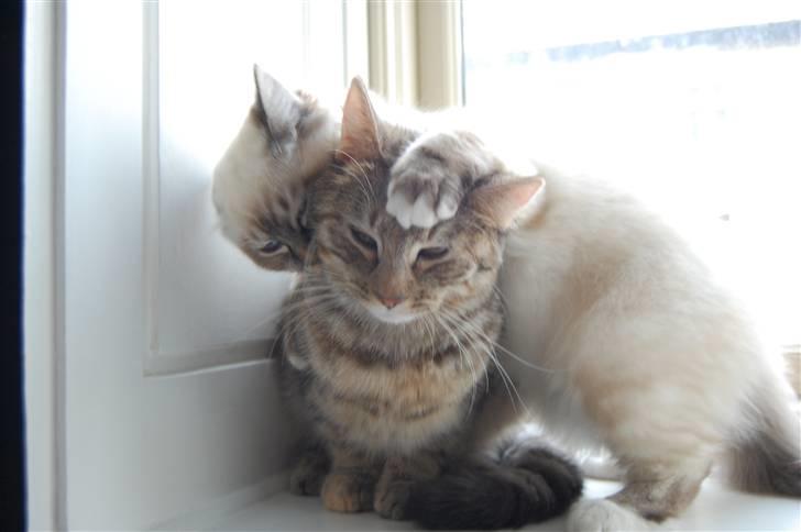 Hellig Birma Aslan billede 6