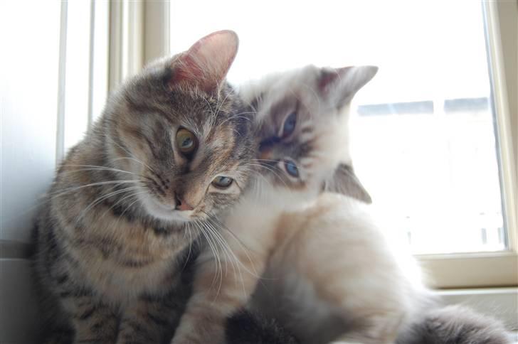 Hellig Birma Aslan - Bemærkelsesværdig forskel på farven i øjnene :) billede 7