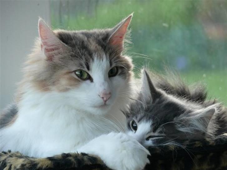 Norsk Skovkat Dk White Sock´s Ra billede 1