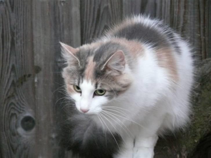 Norsk Skovkat Dk White Sock´s Ra billede 2