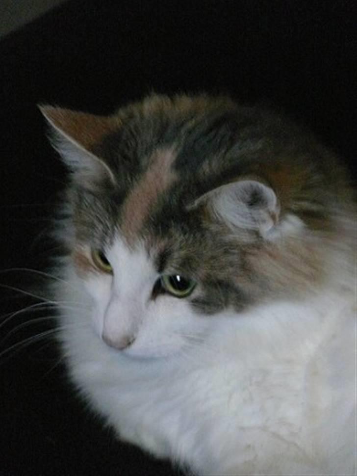 Norsk Skovkat Dk White Sock´s Ra billede 3