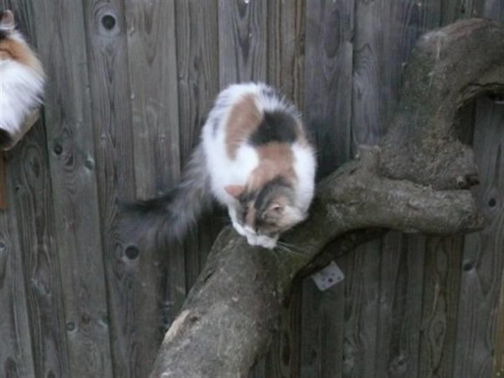 Norsk Skovkat Dk White Sock´s Ra billede 5