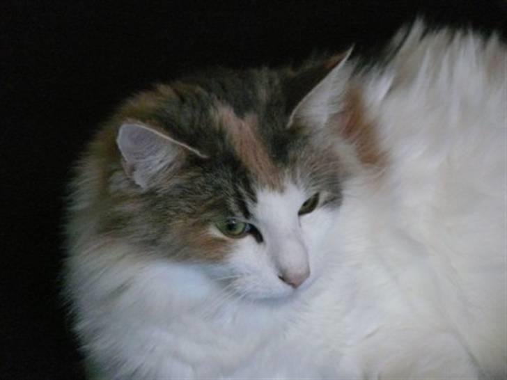 Norsk Skovkat Dk White Sock´s Ra billede 10