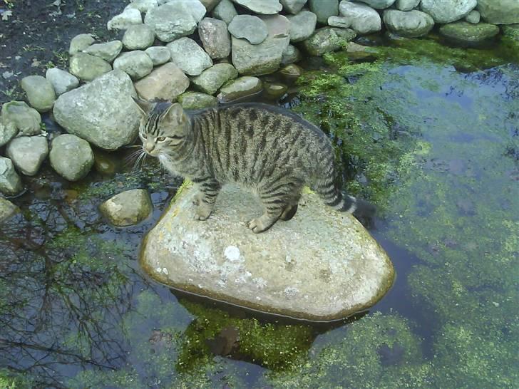 Huskat Strip :D <3 - Ude i fiskedammen, på en sten, lige noget for ham ;D billede 8