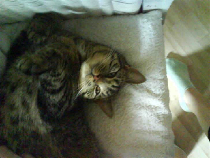 Huskat Strip :D <3 - Hvor ser du bare sød ud Strip<3 billede 9