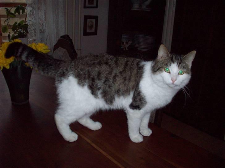 Huskat Tjald billede 5