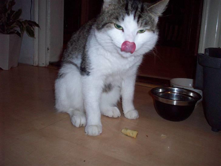 Huskat Tjald - Mmh, godt med lidt mad.. :) billede 6