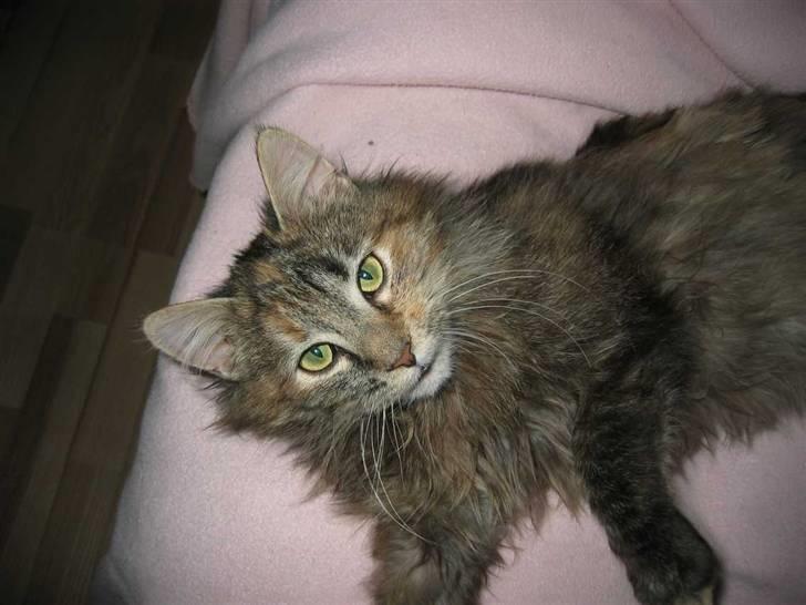 Blanding af racer Pjuske - (21-02-09) billede 10