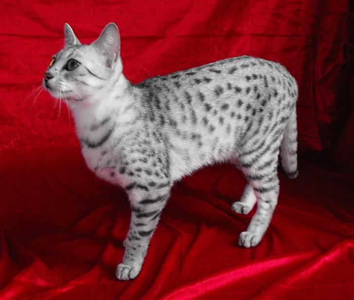 Egyptian Mau Her Maujesty MauMau billede 6