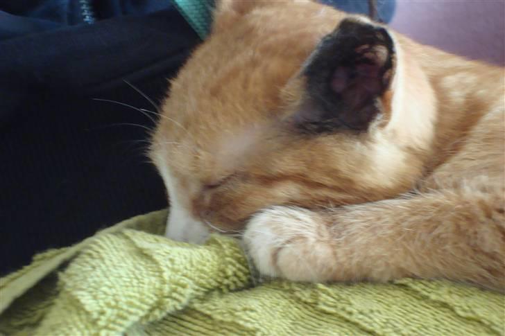 Huskat Tiger - efter dyerlæge billede 14