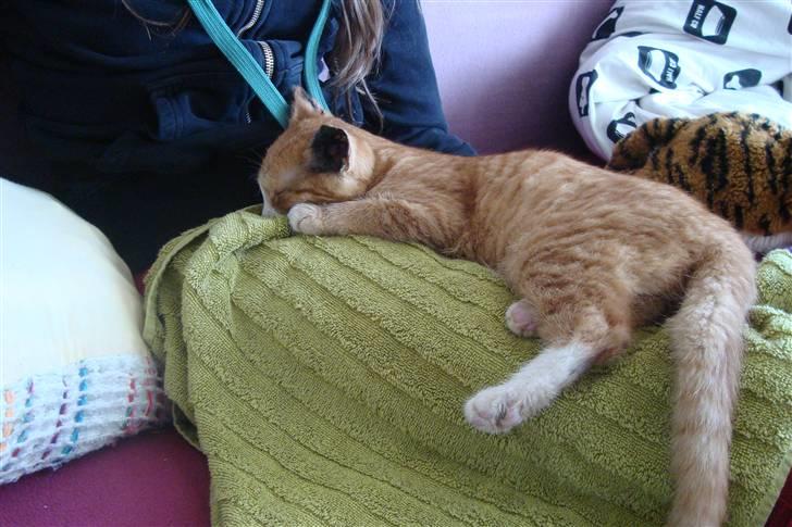 Huskat Tiger - efter dyerlæge billede 15