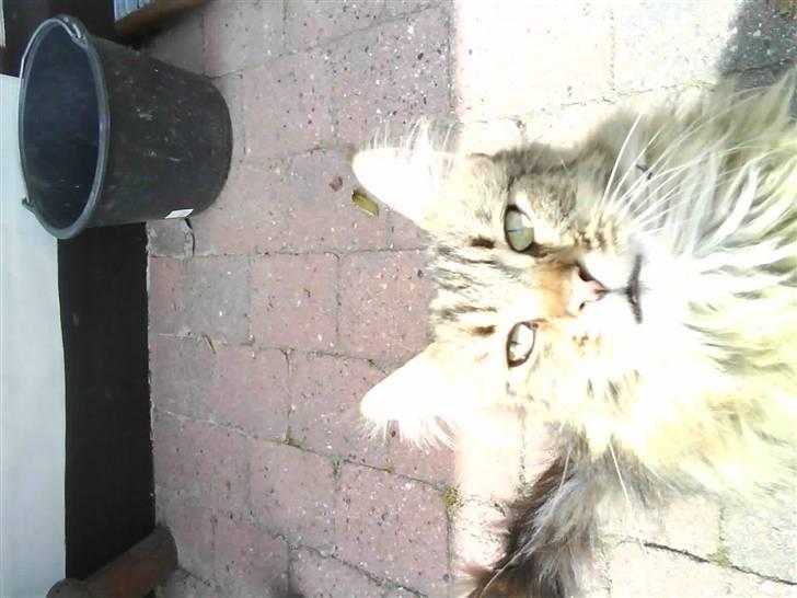 Maine Coon Tarzan billede 14