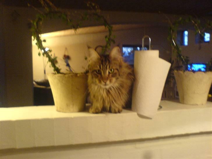 Maine Coon Tarzan billede 15