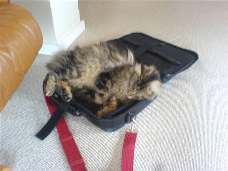 Maine Coon Tarzan billede 16