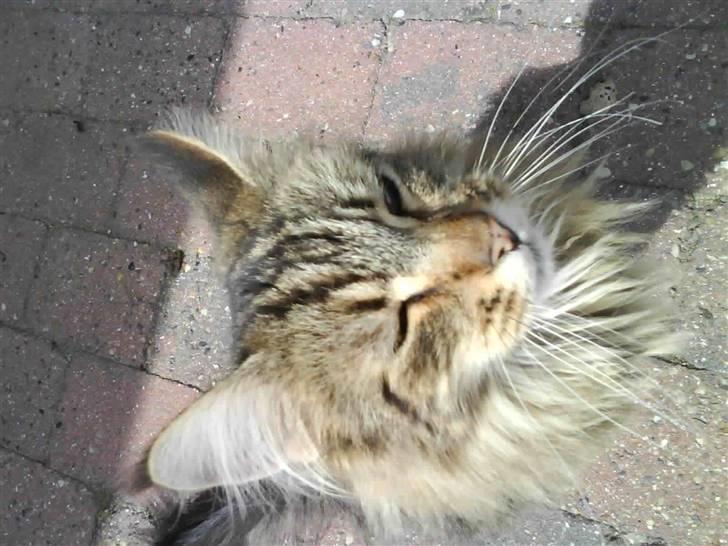 Maine Coon Tarzan billede 17