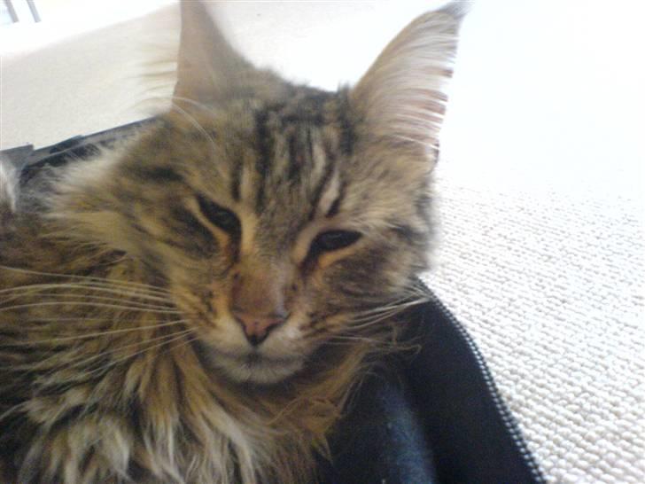 Maine Coon Tarzan billede 18