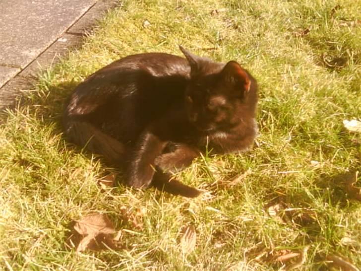 Blanding af racer ferrai  billede 1