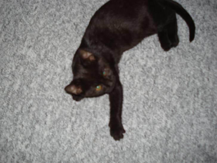 Blanding af racer ferrai  billede 2