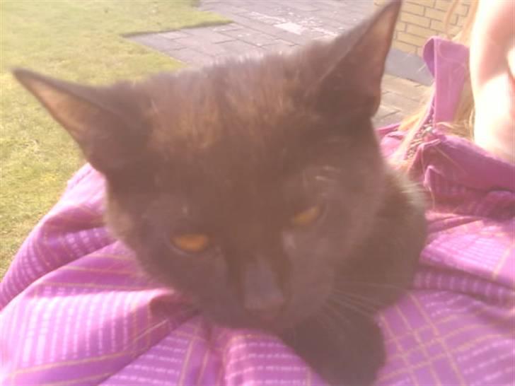 Blanding af racer ferrai  billede 3