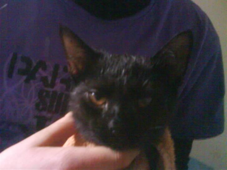 Blanding af racer ferrai  billede 4