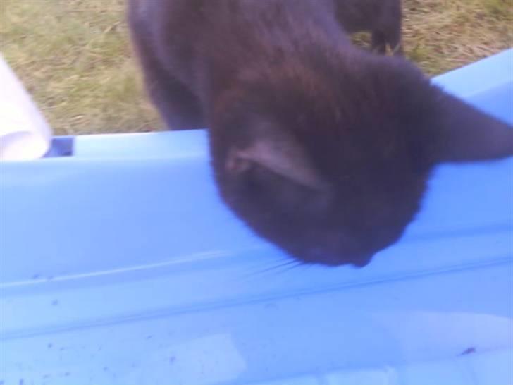 Blanding af racer ferrai  billede 5