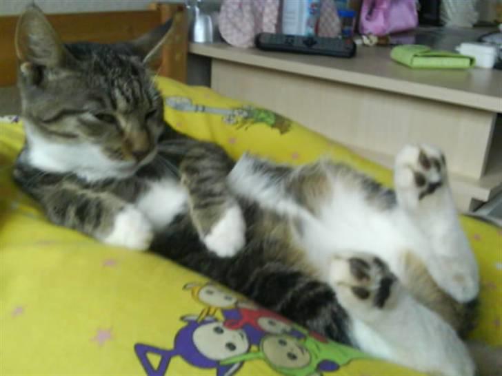 Huskat Grålle<3  billede 9