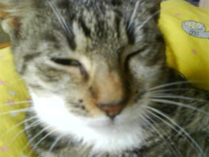 Huskat Grålle<3  billede 10