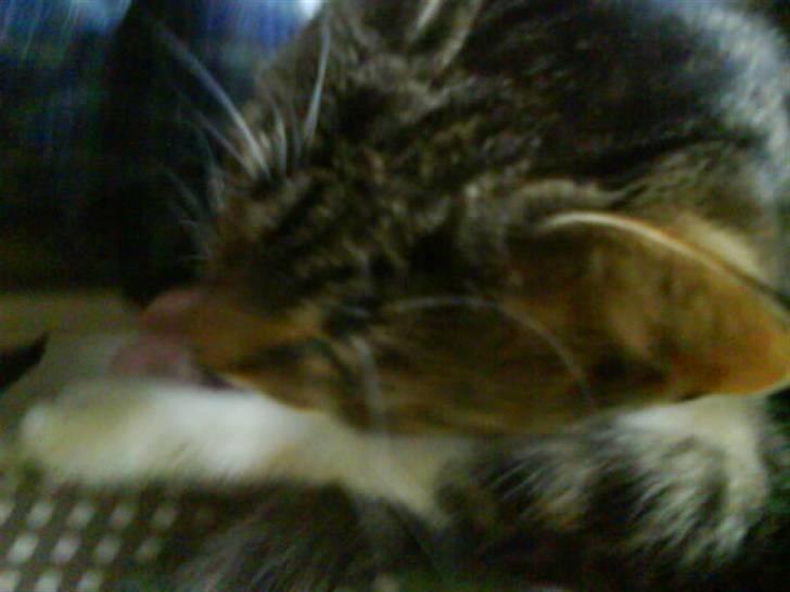 Huskat Grålle<3  billede 11