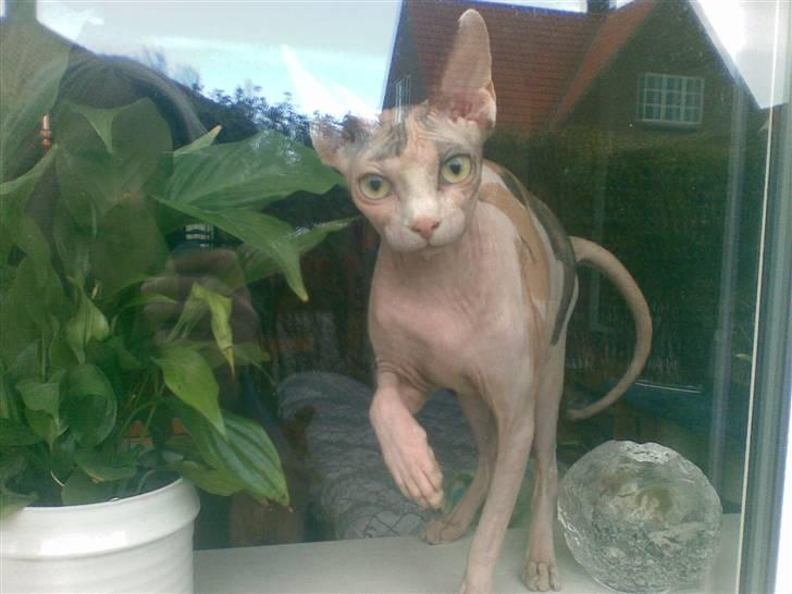 Sphynx Clara billede 16