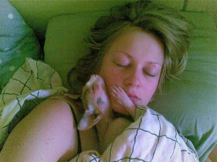 Sphynx Clara billede 17