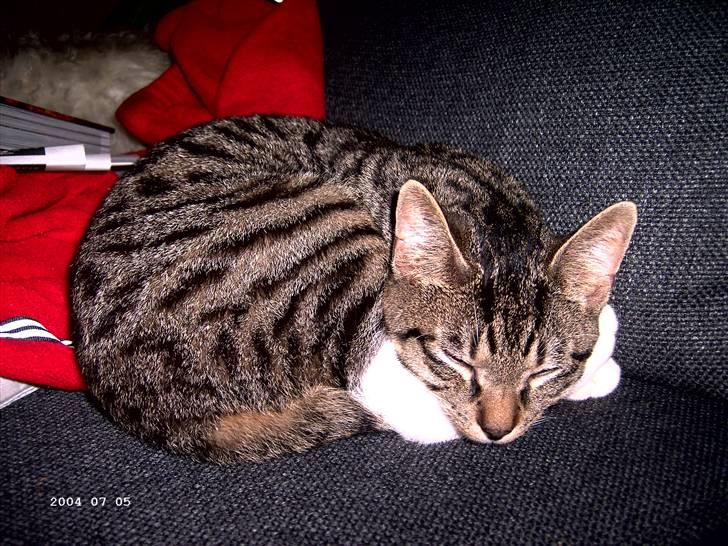 Huskat Soya billede 6