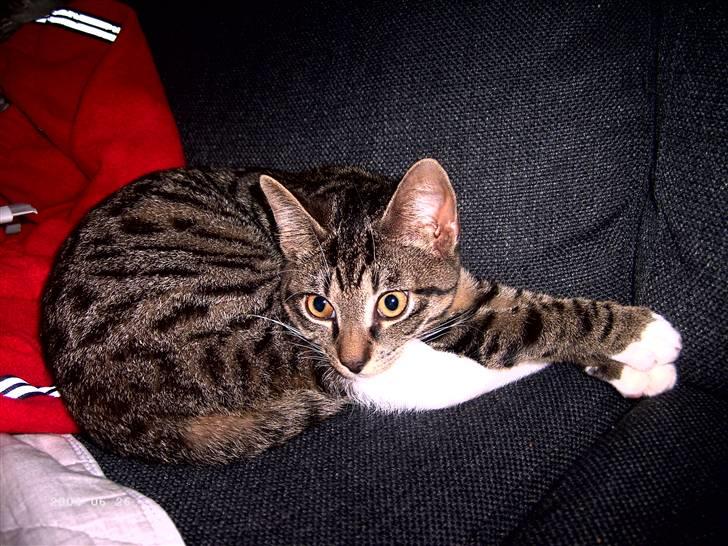 Huskat Soya billede 7