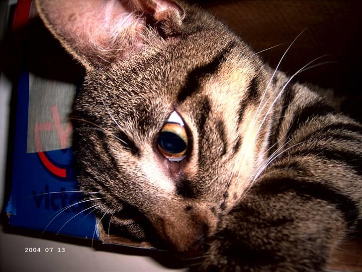 Huskat Soya billede 8