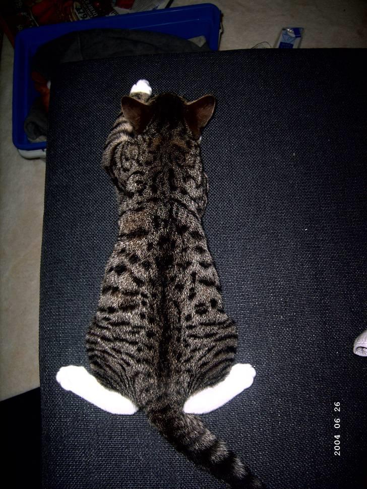 Huskat Soya billede 9