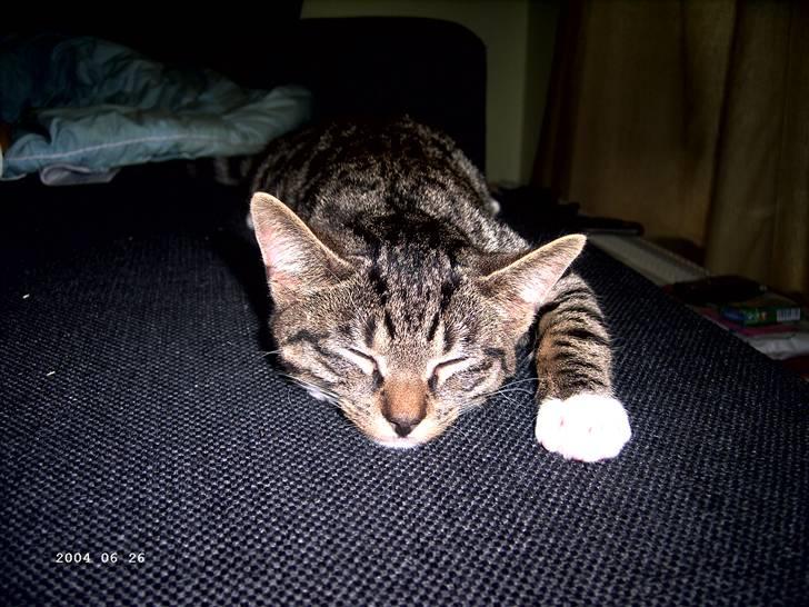 Huskat Soya billede 10