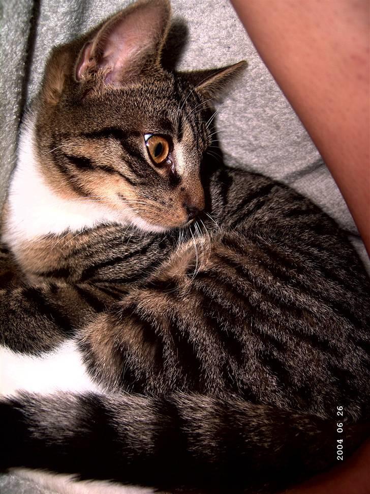 Huskat Soya billede 11