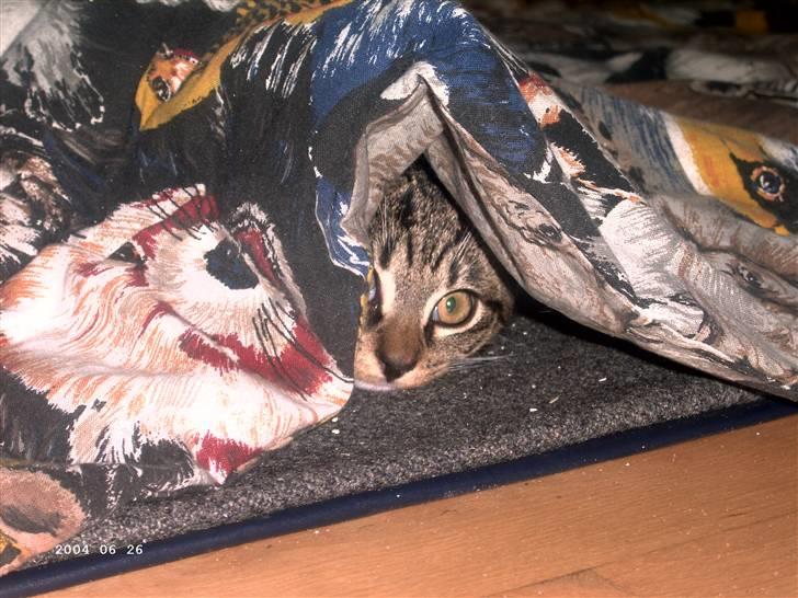 Huskat Soya billede 12