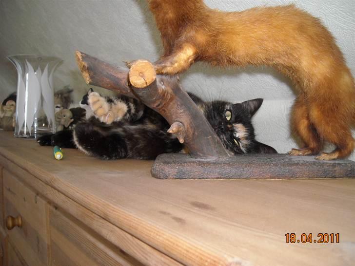 Huskat Bianca II - Så er det tid til en lille lur.. billede 1