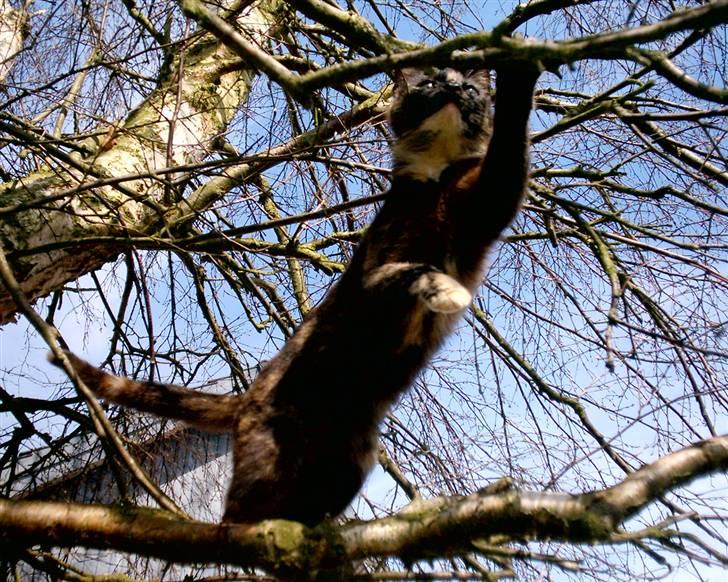 Huskat Bianca II billede 2