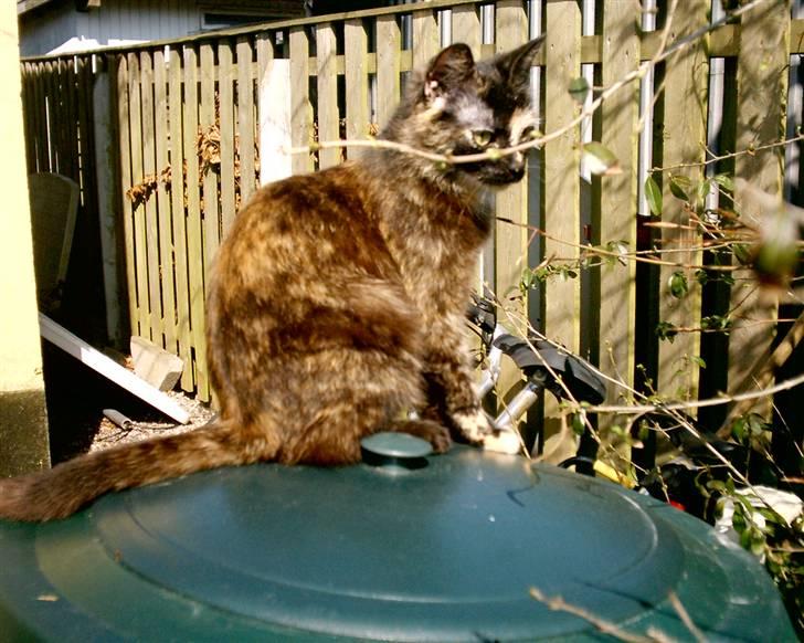 Huskat Bianca II billede 3