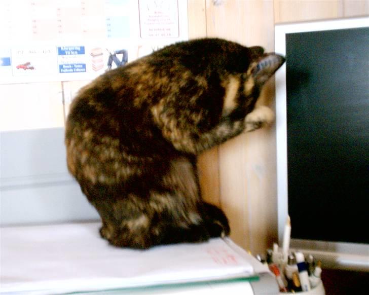 Huskat Bianca II - Så er det vasketid billede 4